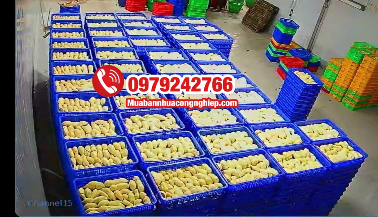 Sóng nhựa hở màu xanh xếp tầng bảo quản múi sầu riêng trong kho mát
