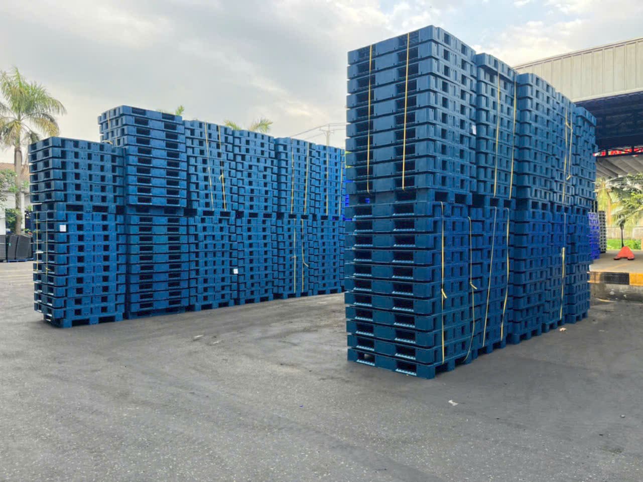 Pallet nhựa màu xanh dương xếp chồng cao tại bãi tập kết ngoài trời