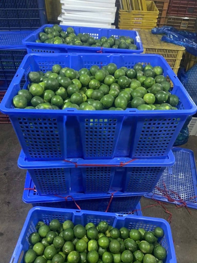 Sóng nhựa hở màu xanh dương đựng chanh tươi
