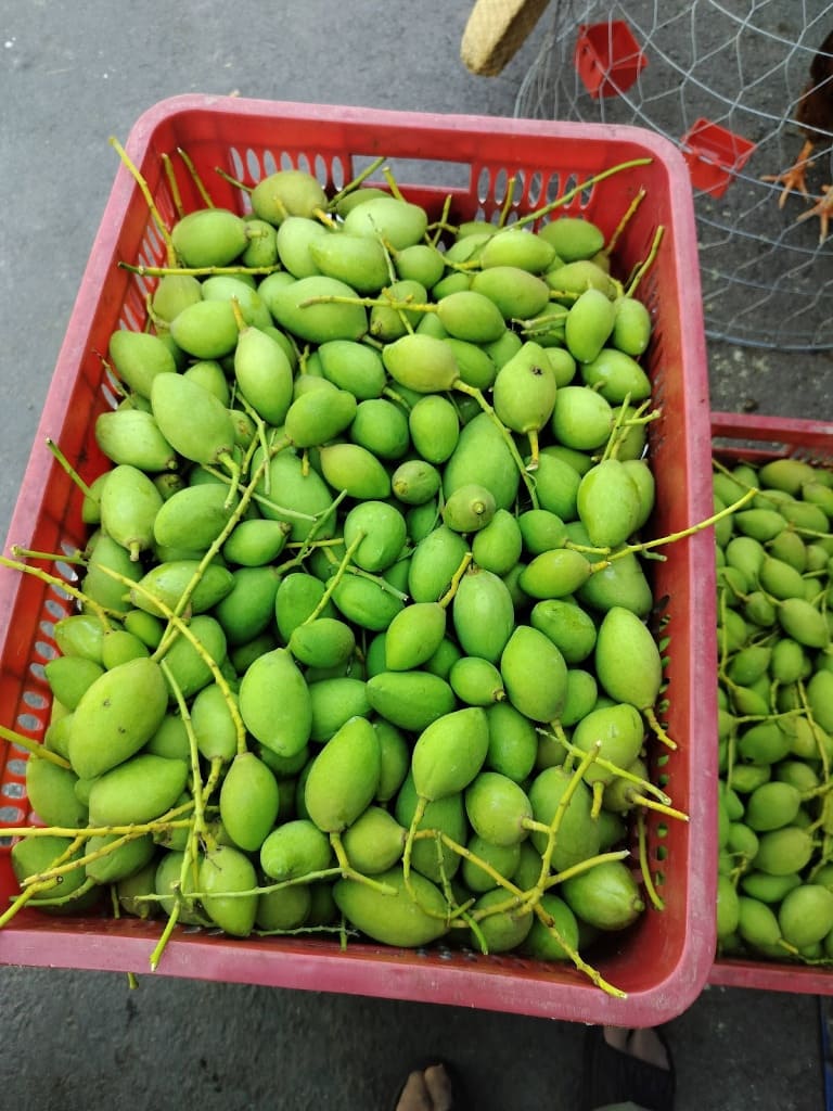 Sóng nhựa đựng xoài non thu hoạch trực tiếp tại vườn