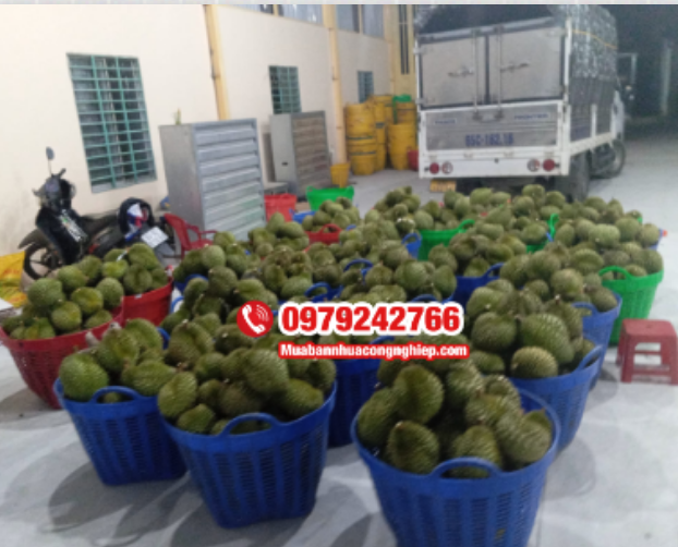 Sọt cân sầu riêng – giải pháp vận chuyển chuyên nghiệp