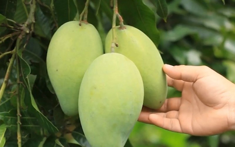 Sọt đựng xoài 3t1 – Nhẹ, thoáng, dễ mang vác