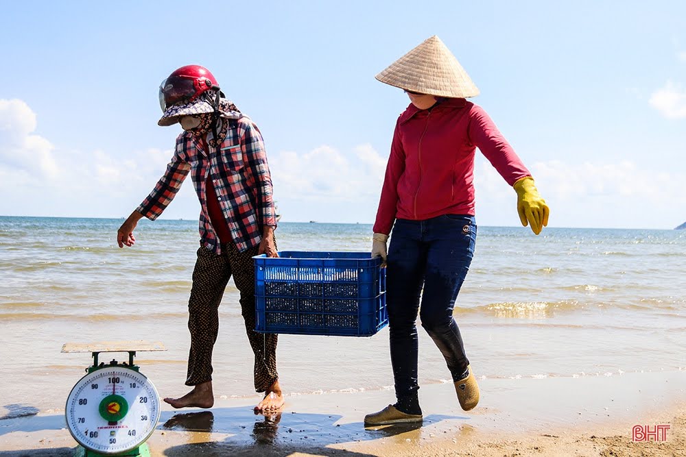Vì sao cần chọn sọt nhựa chuyên dụng cho cá cơm?