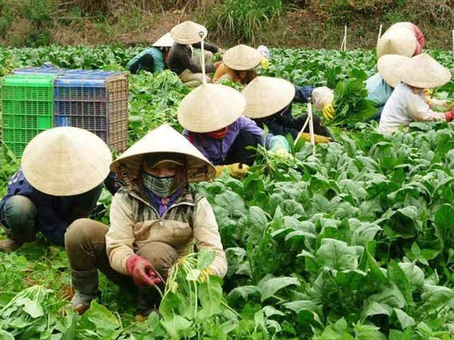 Sọt nhựa đựng rau củ – Giải pháp tối ưu cho bảo quản nông sản