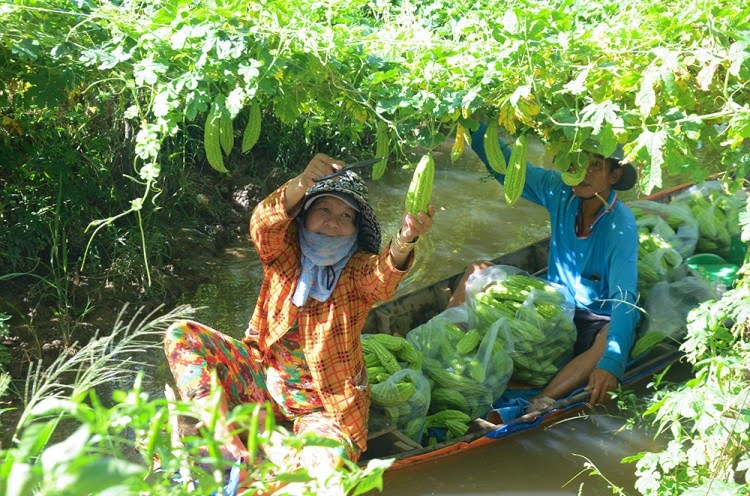 Dao, kéo thu hoạch chuyên dụng – Giữ nguyên hình dạng rau củ