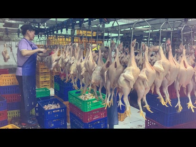 Ứng dụng thực tế của sóng gà nhựa hở