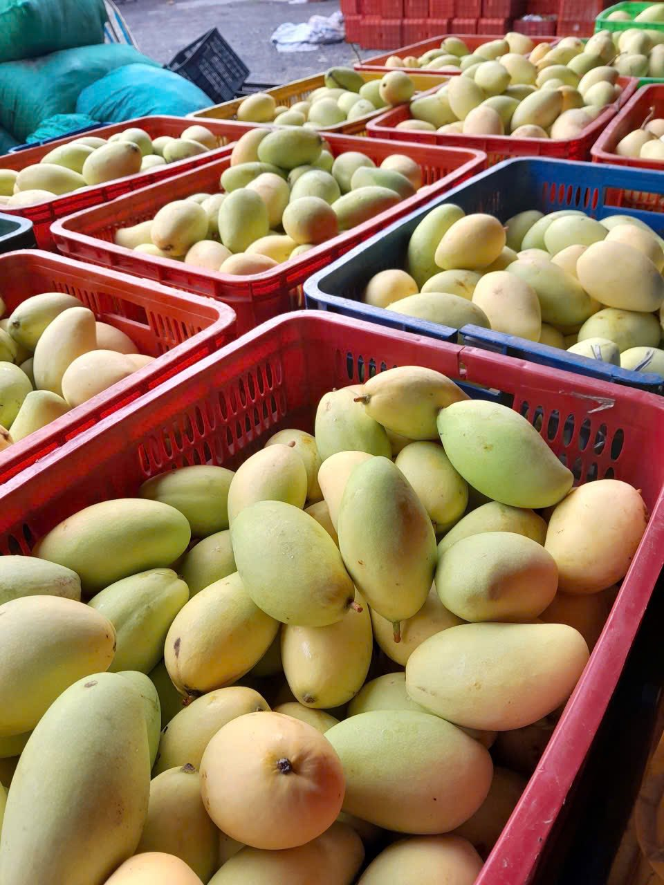 Cách bảo quản trái cây sau thu hoạch không bị dập