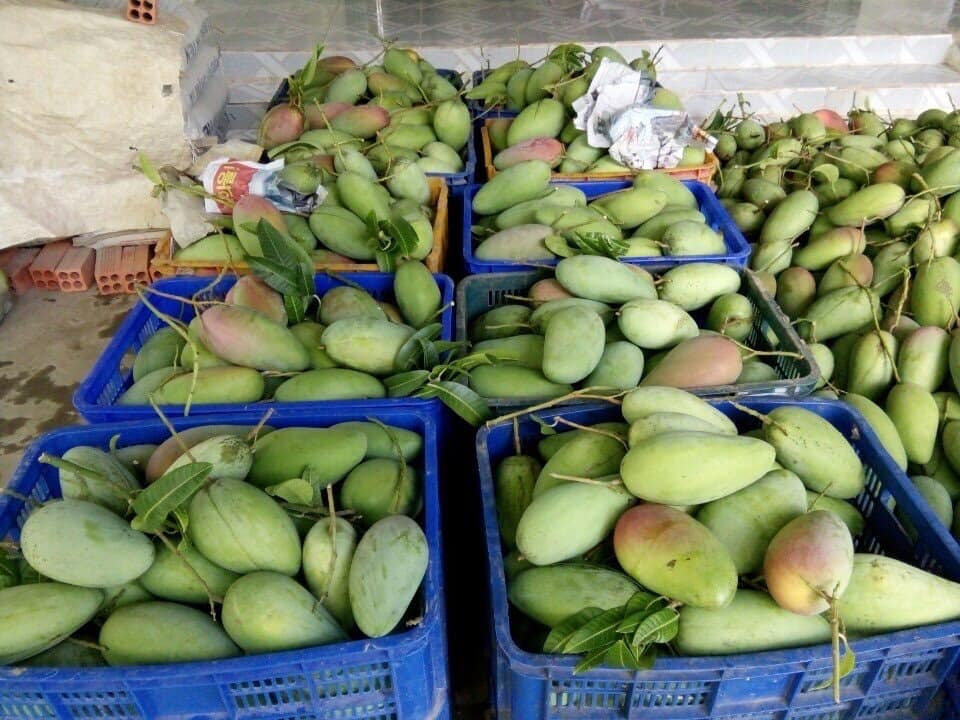 Cách bảo quản xoài sau thu hoạch để không bị chín nhanh