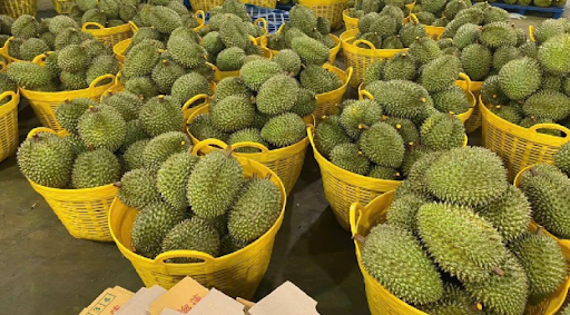 Cách vận chuyển sầu riêng từ vườn ra điểm thu mua