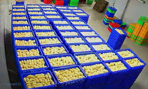 Rổ nhựa tiệt trùng dùng cho công ty nước giải khát – Giải pháp an toàn & hiệu quả 2025