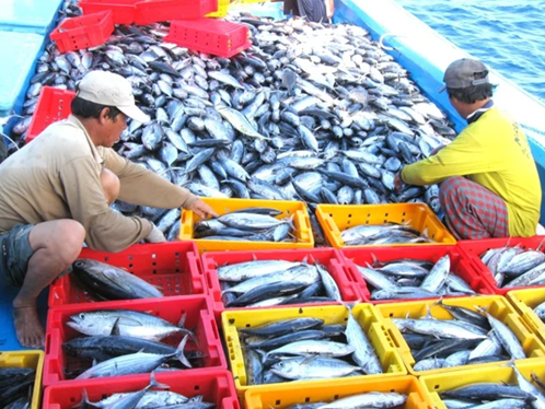 Quy trình bảo quản hải sản sau thu hoạch đúng chuẩn – Giảm hao hụt, giữ trọn độ tươi