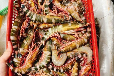 Cách giữ cá, tôm tươi lâu khi vận chuyển đường dài – Kinh nghiệm thực tế từ người trong ngành