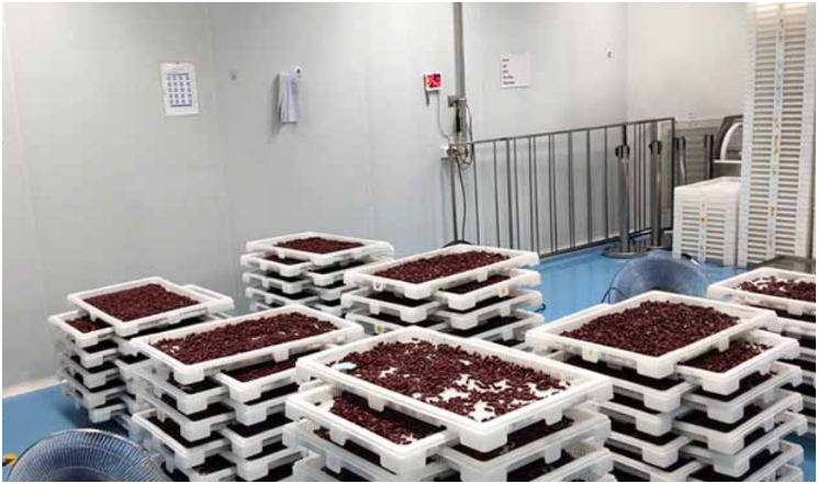 Khay nhựa sấy trong ngành nông sản – Giải pháp giúp sấy khô nhanh & giữ nguyên chất lượng