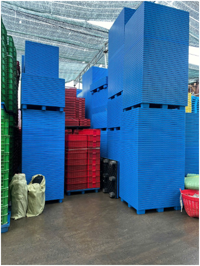 Pallet nhựa tại Tiền Giang – Lựa chọn bền bỉ cho kho nông sản và xưởng chế biến thủy sản