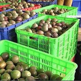 Vì sao nông sản Việt ngày càng chuộng dùng sọt nhựa thay vì bao lưới?