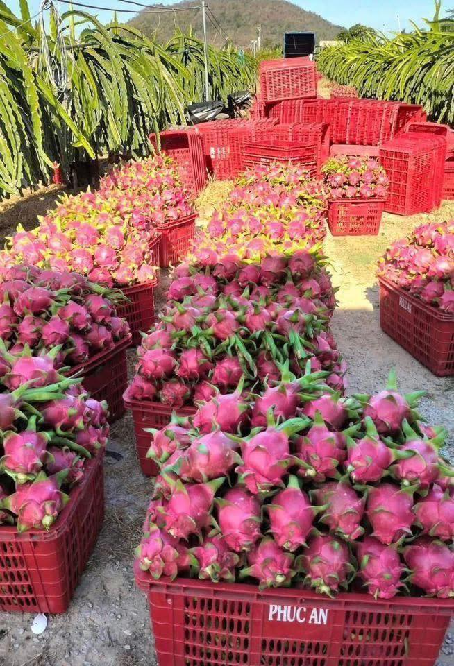 Sọt nhựa đựng thanh long dùng trong thu hoạch và vận chuyển