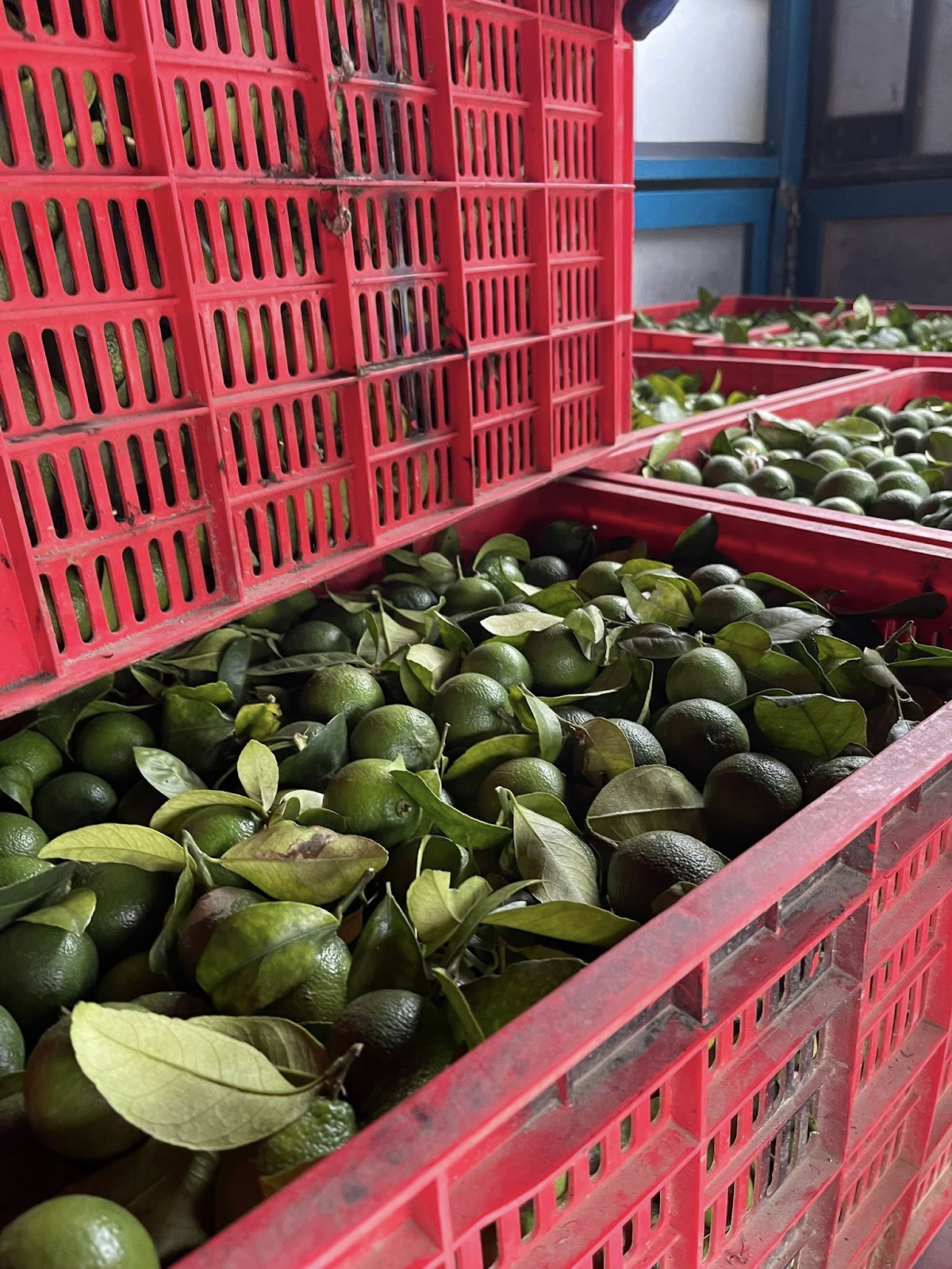 Thu hoạch chanh đúng cách để không bị hư hỏng